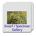 Dwarf/Speciman
